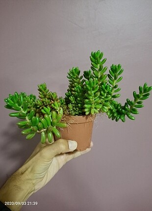 Sedum Rubrotinctum 