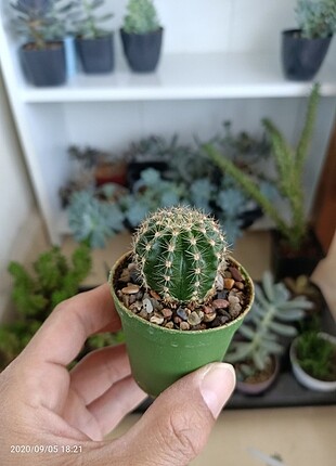 Echinopsis oxygona 3 adet