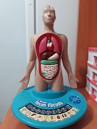 Insan vücudu ogrenme