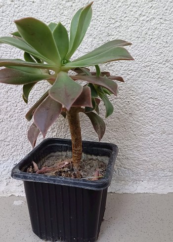 Beden yeşil Renk Kiwi Sukulent Bitki