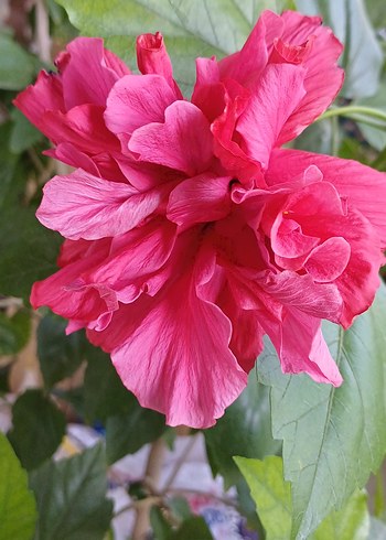 Canlı Pembe Japon Gül Çiçeği