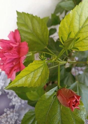 Beden Canlı Pembe Japon Gül Çiçeği