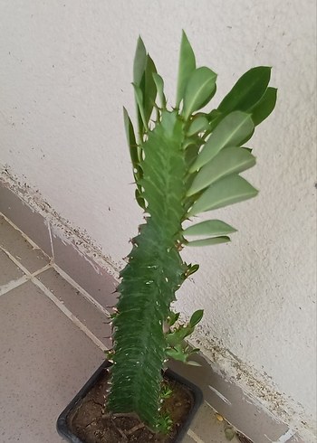 Beden yeşil Renk süt ağacı Koyu Yeşil Dekoratif Kaktüs Saksı Bitkisi saksı 8 cm