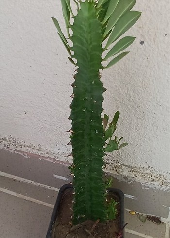 Paşabahçe süt ağacı Koyu Yeşil Dekoratif Kaktüs Saksı Bitkisi saksı 8 cm