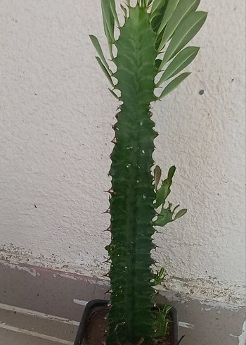 Beden süt ağacı Koyu Yeşil Dekoratif Kaktüs Saksı Bitkisi saksı 8 cm