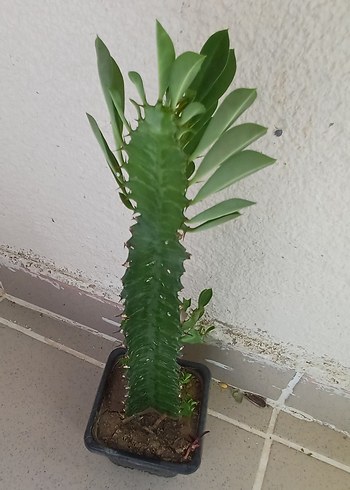 süt ağacı Koyu Yeşil Dekoratif Kaktüs Saksı Bitkisi saksı 8 cm