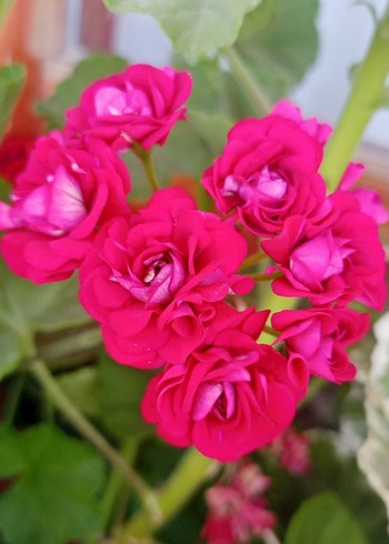 Canlı Pembe Gül Buketi