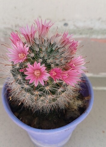 Beden Mammillaria