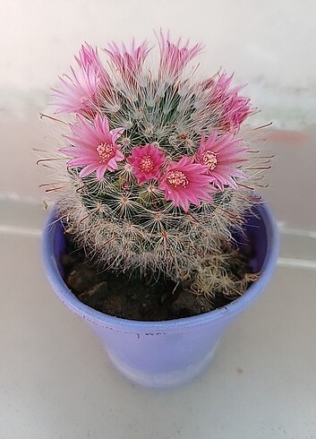 Beden pembe Renk Mammillaria