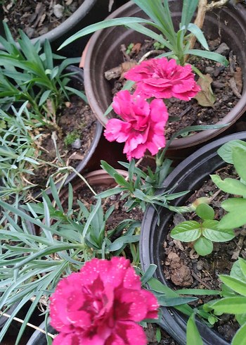Diğer Canlı Pembe Karanfil Çiçeği