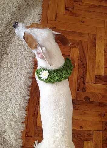  Küçük Irk Köpek Süs Boyunluğu 