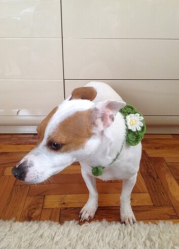  Beden Renk Küçük Irk Köpek Süs Boyunluğu 