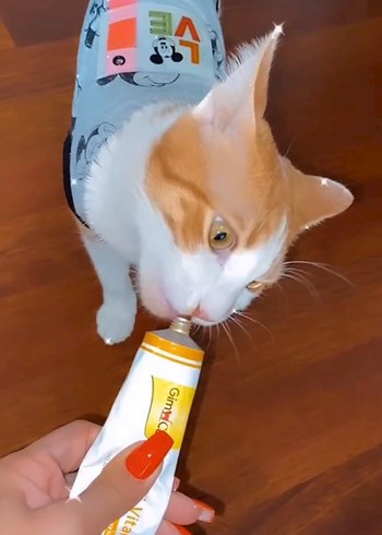 Gri Mickey Desenli Kedi&köpek Kıyafeti - Görsel 4