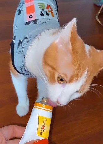 Gri Mickey Desenli Kedi&köpek Kıyafeti - Görsel 3