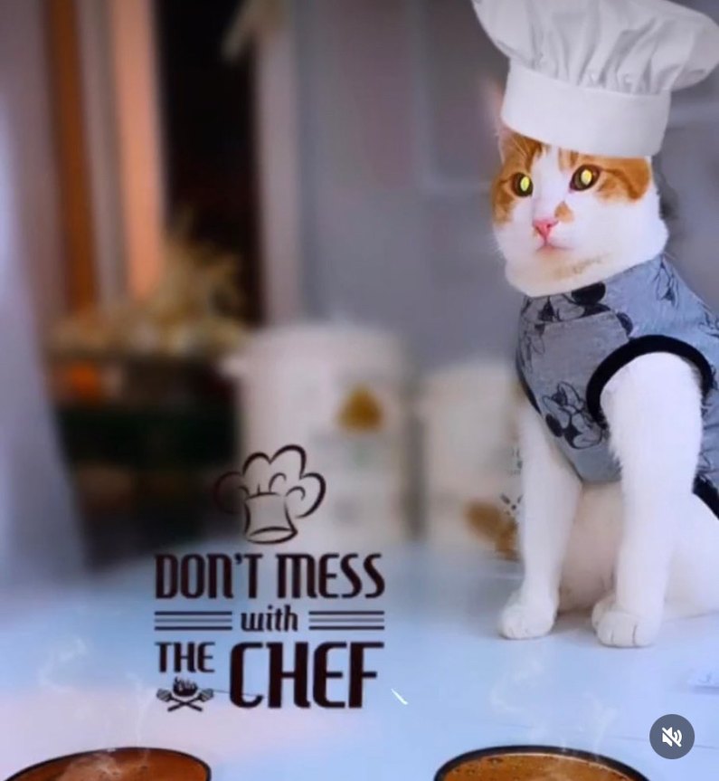 Gri Mickey Desenli Kedi&köpek Kıyafeti - Görsel 2