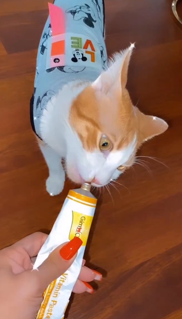 Gri Mickey Desenli Kedi&köpek Kıyafeti - Görsel 4