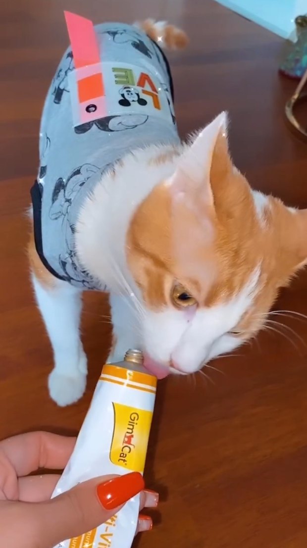 Gri Mickey Desenli Kedi&köpek Kıyafeti - Görsel 3