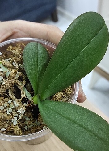 Beden Phal Sogo Yukidian V3 yavrusu