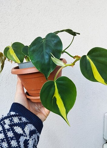 Philodendron brasil sarmaşık