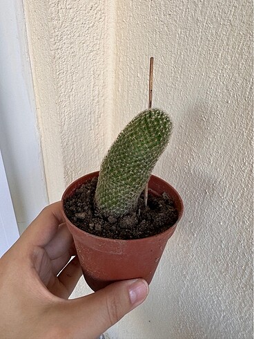 Kaktüs