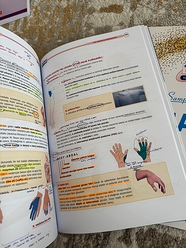 Anatomi Şampiyonların Notu - Görsel 3