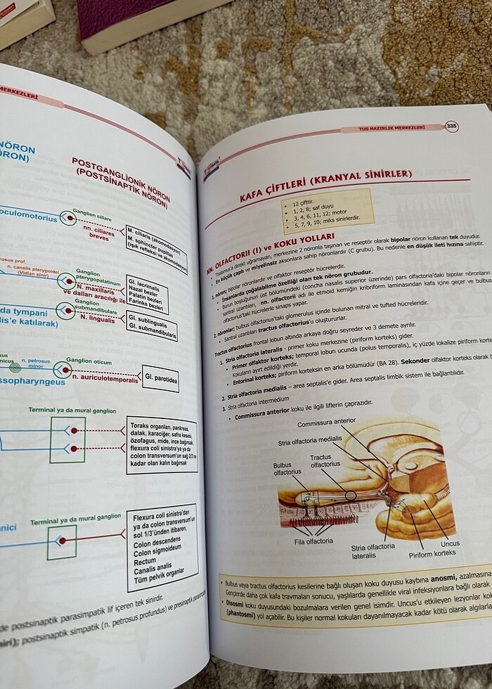 Anatomi Şampiyonların Notu - Görsel 4