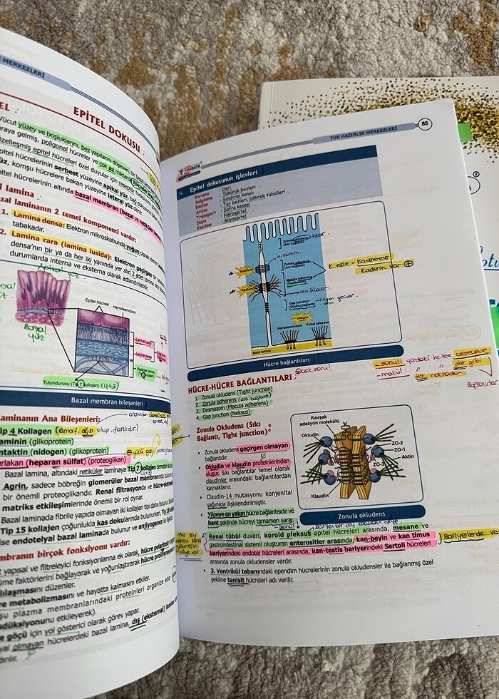 Fizyoloji ve Histoloji Şampiyonların Notu - Görsel 2