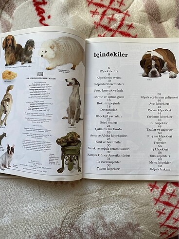 Beden Köpekler dorling kindersley kitap