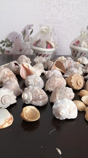 #Deniz kabugu#hobi #hediye