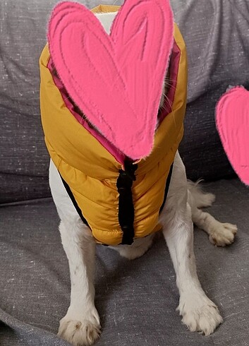 Köpek kıyafeti mont