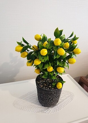Limon çiçeği 