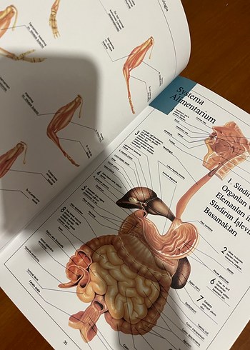 Anatomi Atlası - Görsel 3