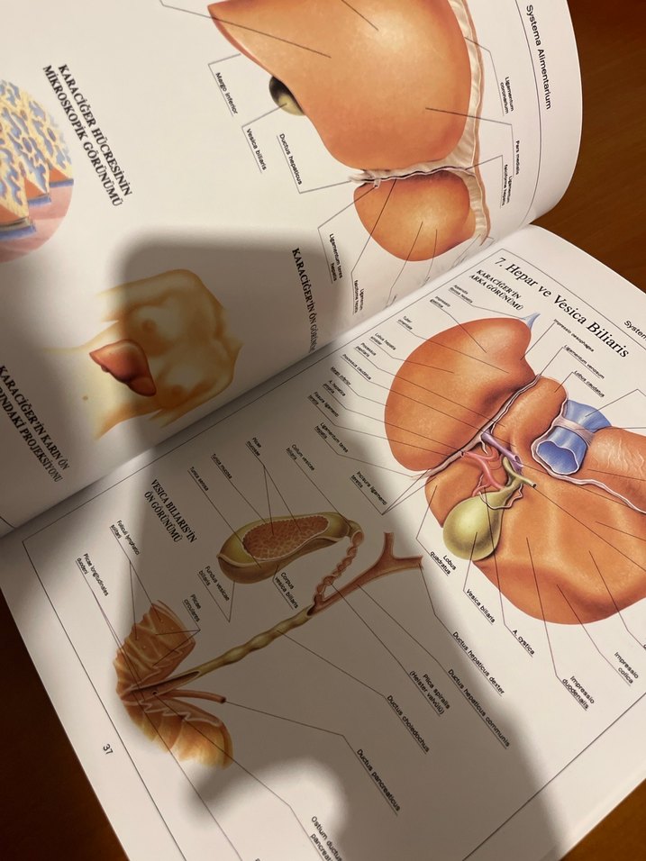Anatomi Atlası - Görsel 5