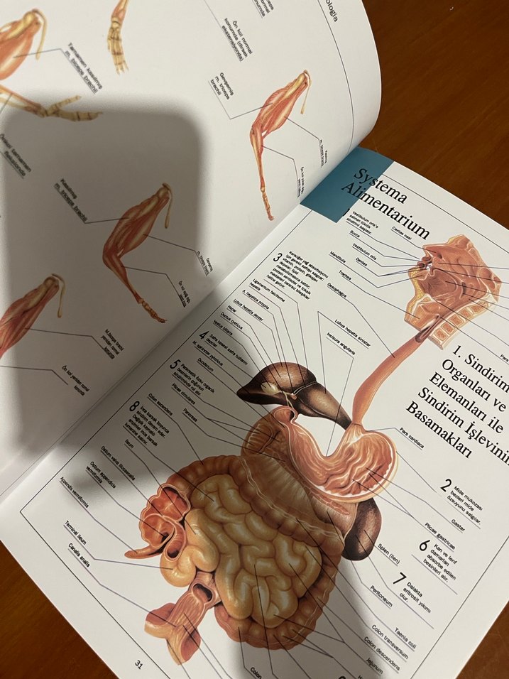 Anatomi Atlası - Görsel 3