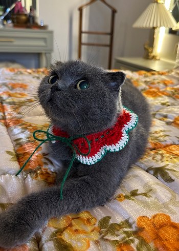 Kedi küçük ırk köpek  Yakalık yılbaşı temalı - Görsel 2