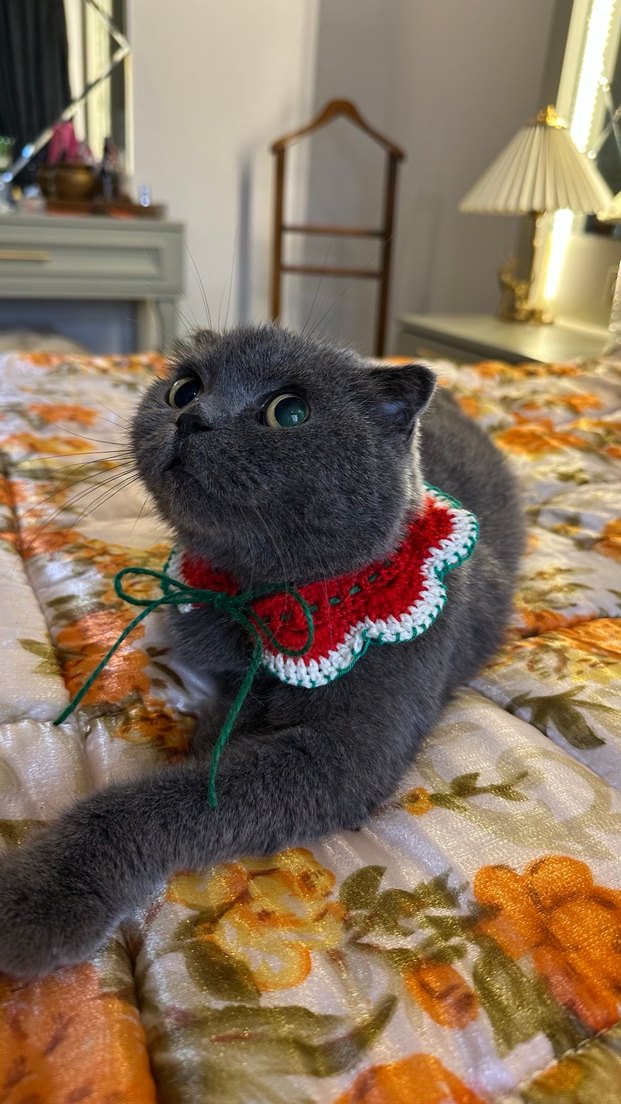 Kedi küçük ırk köpek  Yakalık yılbaşı temalı - Görsel 2