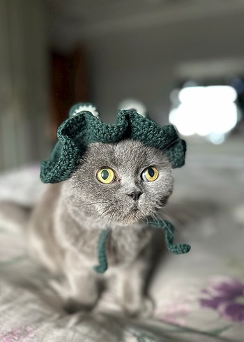 Örgü  kedi Şapkası - Görsel 2