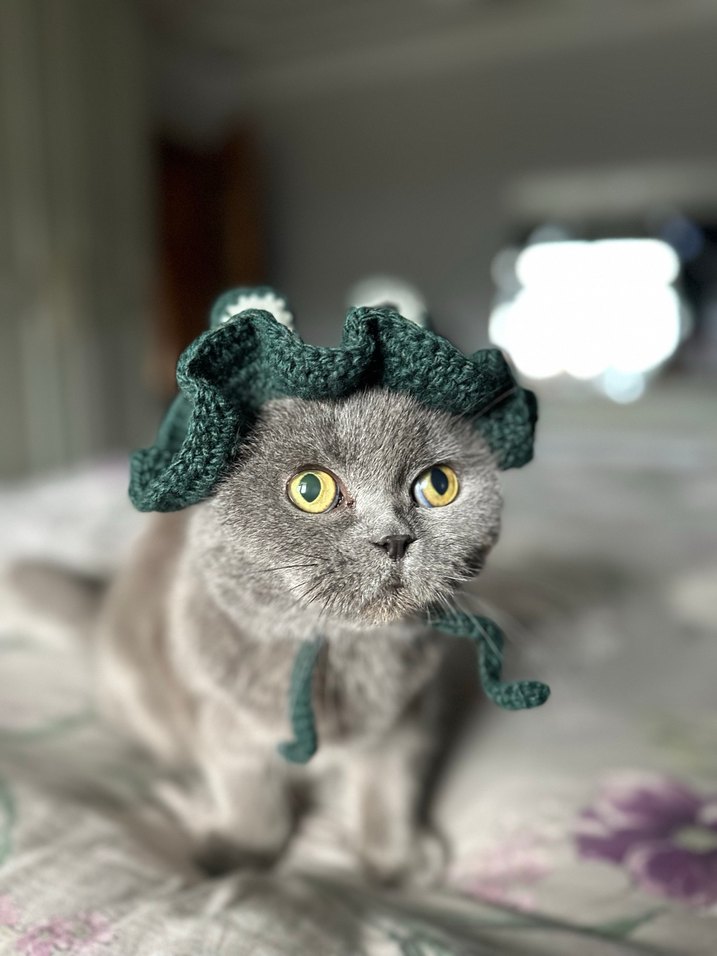 Örgü  kedi Şapkası - Görsel 2