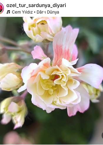 runes peach