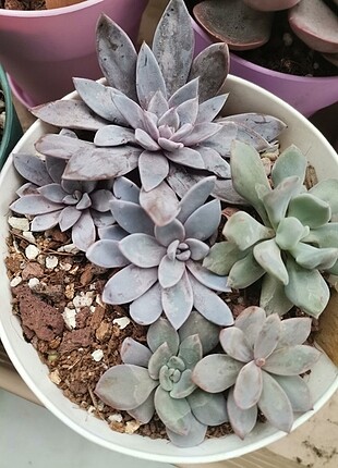 Echeveria cupid