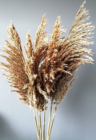 Kuru Çiçek Pampas 7 li Şoklanmış 100 cm (Natural)