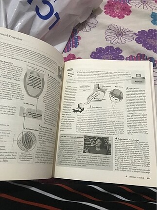  Beden Rod Plotnik psikolojiye giriş