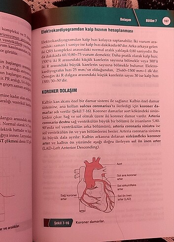  Beden Renk Temel fizyoloji kitabı