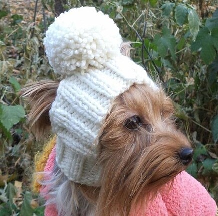 Köpek şapkası
