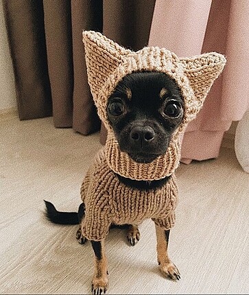 Köpek şapkası