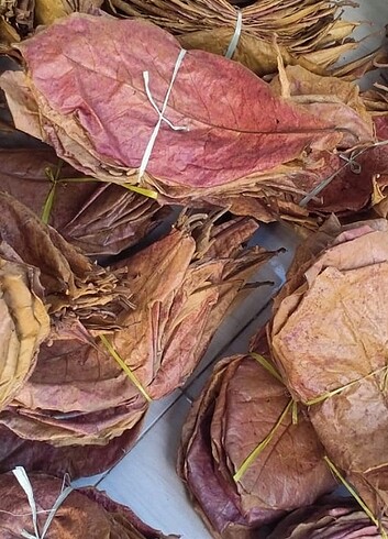 Catappa Yaprağı