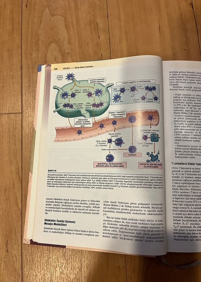 robbins patoloji - Görsel 2