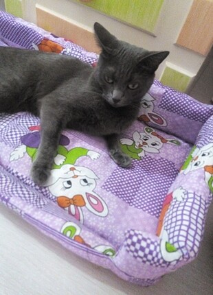 Kedi yatağı
