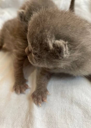 British yavru kedi
