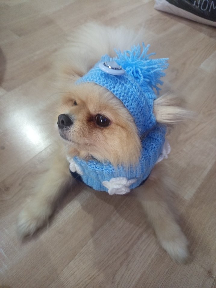 Nakışlı Mavi Örgü Köpek Kıyafeti - Görsel 3